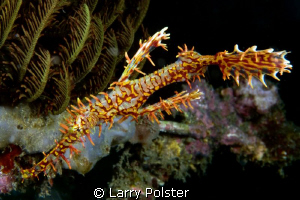 OGPF, Lembeh. D300-60mm by Larry Polster 